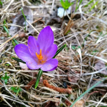 דירה Casa Il Glicine *